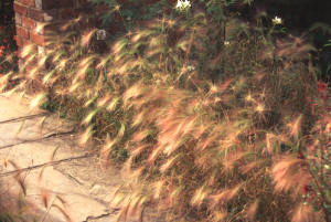 Squirrel Tail Grass - Hordeum jubatum